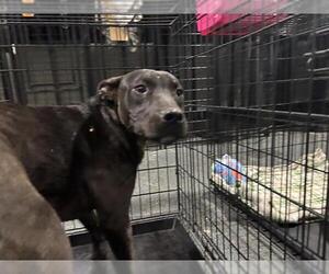 American Pit Bull Terrier-Unknown Mix Dogs for adoption in Bakersfield, CA, USA