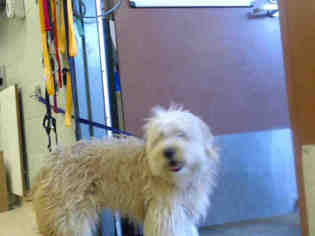 Bearded Collie Dogs for adoption in Rancho Cucamonga, CA, USA