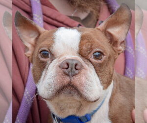 Boston Terrier Dogs for adoption in Huntley, IL, USA