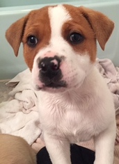 Medium Photo #1 Boxer-Unknown Mix Puppy For Sale in Livonia, MI, USA