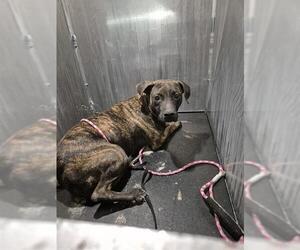 American Staffordshire Terrier-Unknown Mix Dogs for adoption in San Antonio, TX, USA