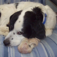 Medium Photo #1 English Springer Spaniel Puppy For Sale in Newfoundland, PA, USA