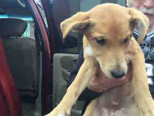 Medium Photo #1 Labrador Retriever-Unknown Mix Puppy For Sale in San Antonio, TX, USA