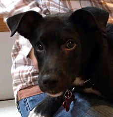 Labrador Retriever Dogs for adoption in San Luis Rey, CA, USA