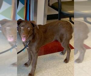 Borador Dogs for adoption in Plano, TX, USA