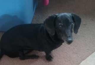 Dachshund Dogs for adoption in Fargo, ND, USA