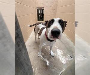 Bull Terrier Dogs for adoption in Ojai, CA, USA