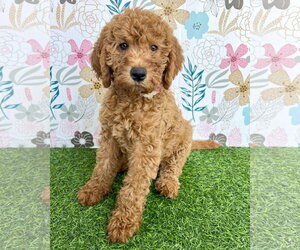 Goldendoodle Dogs for adoption in Corona, CA, USA