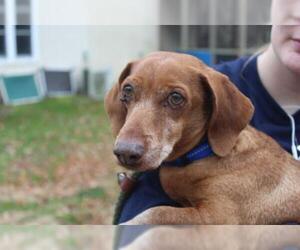 Dachshund Dogs for adoption in Chestertown, MD, USA