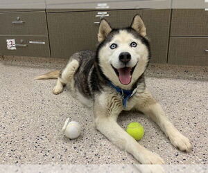 Siberian Husky Dogs for adoption in Brighton, CO, USA
