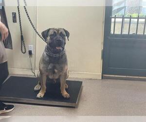 Mastiff Dogs for adoption in Pasadena, CA, USA
