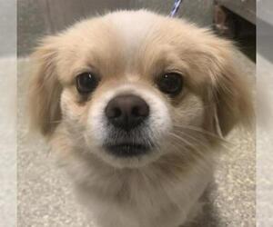 Pekingese-Unknown Mix Dogs for adoption in pomona, CA, USA
