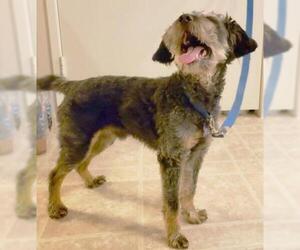 - Mix Dogs for adoption in Tehachapi, CA, USA