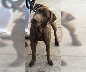 Medium Photo #1 Chesapeake Bay Retriever Puppy For Sale in Dana Point, CA, USA