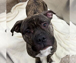 American Pit Bull Terrier-Unknown Mix Dogs for adoption in Martinsburg, WV, USA