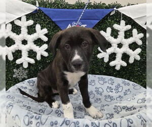 Medium Photo #1 Border Collie-Unknown Mix Puppy For Sale in Grasswood, Saskatchewan, Canada