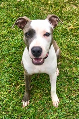 American Pit Bull Terrier-Catahoula Leopard Dog Mix Dogs for adoption in Angleton, TX, USA