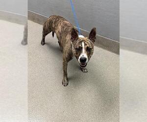 American Pit Bull Terrier-Unknown Mix Dogs for adoption in Las Vegas, NV, USA