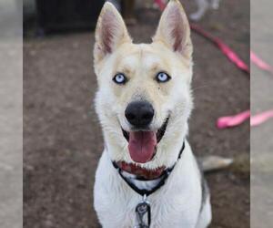 Huskies -Unknown Mix Dogs for adoption in San Antonio, TX, USA