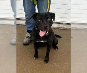 Mutt Dogs for adoption in Louisville, KY, USA