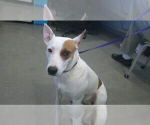 Australian Kelpie-Bull Terrier Mix Dogs for adoption in Pampa, TX, USA