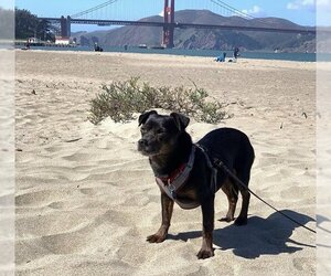 Chug Dogs for adoption in San Francisco, CA, USA