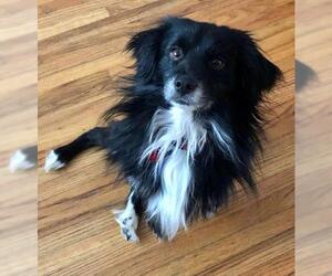 Spaniel-Unknown Mix Dogs for adoption in Buffalo, NY, USA