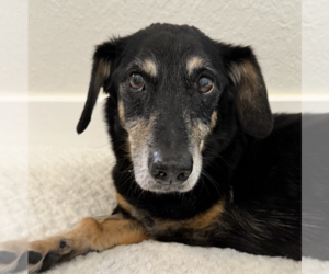 Dachshund-Unknown Mix Dogs for adoption in Weston, FL, USA