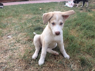 Medium Photo #1 Siberian Husky Puppy For Sale in Walnut Creek, CA, USA