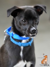 Medium Photo #1 Mutt Puppy For Sale in Roanoke, VA, USA