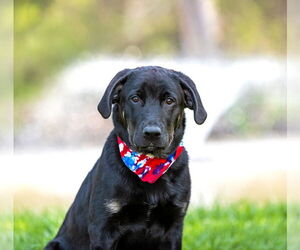Labrador Retriever-Unknown Mix Dogs for adoption in Unionville, PA, USA