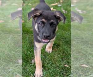 German Shepherd Dog Dogs for adoption in Kansas City, MO, USA