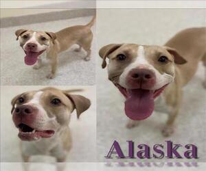 American Pit Bull Terrier Dogs for adoption in Saginaw, MI, USA