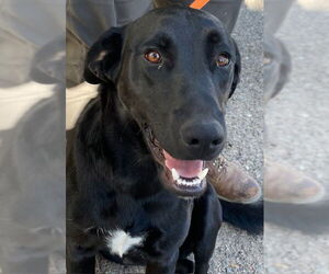 German Shepherd Dog-Unknown Mix Dogs for adoption in HESPERIA, CA, USA