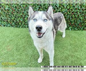 - Mix Dogs for adoption in West Palm Beach, FL, USA