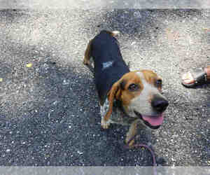 Beagle Dogs for adoption in Gainesville, FL, USA