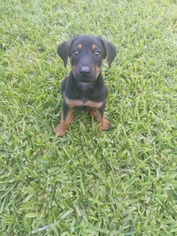 Medium Photo #1 Doberman Pinscher Puppy For Sale in Pompano Bch, FL, USA