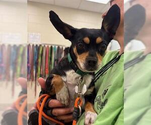 Chihuahua Dogs for adoption in Brighton, CO, USA