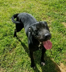 Chinese Shar-Pei Dogs for adoption in Westminster, MD, USA