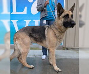 German Shepherd Dog Dogs for adoption in Salinas, CA, USA
