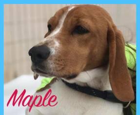 Beagle Dogs for adoption in Clarkston, MI, USA