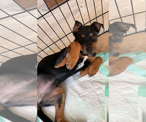Rottweiler-Unknown Mix Dogs for adoption in Columbus, IN, USA