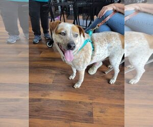 Mutt Dogs for adoption in Gibbstown, NJ, USA