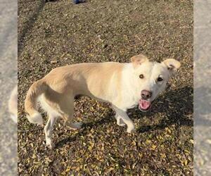 Labrador Retriever-Unknown Mix Dogs for adoption in Conroe, TX, USA