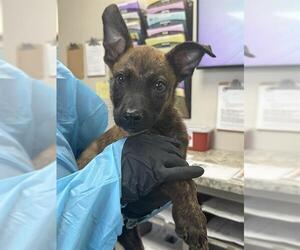 Mutt Dogs for adoption in Pasadena, TX, USA