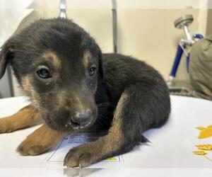 Doberman Pinscher-Unknown Mix Dogs for adoption in Visalia, CA, USA