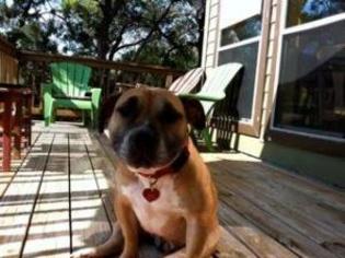 Bull-Boxer Dogs for adoption in Austin, TX, USA