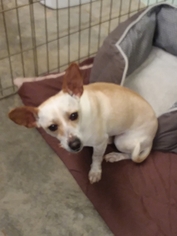 Chihuahua Dogs for adoption in Eastman, GA, USA