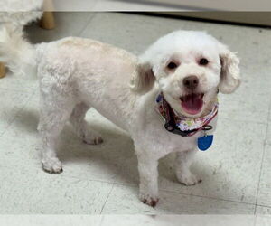 Maltipoo Dogs for adoption in Ames, IA, USA