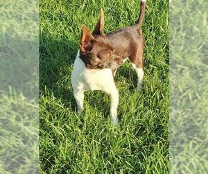 Chihuahua Dogs for adoption in Altus, OK, USA